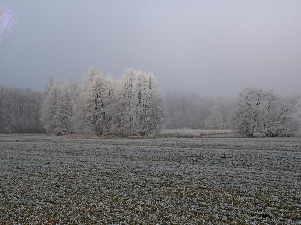 Rauhreif in der Rheinebene, Jan.2008