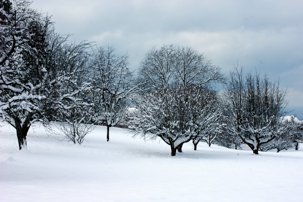 Schneebedeckte Obstbume verzaubern die Landschaft.
(02.12.2010) 