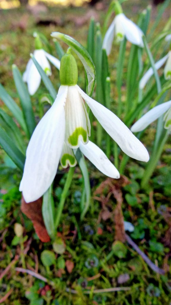 Schneeglocken. Foto 15.05.13