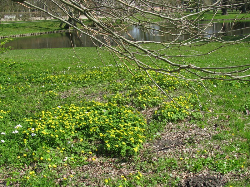 Schwerin; Schlopark, Anemonen 18.04.2010