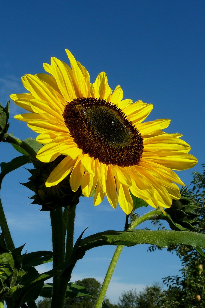 Sonnenblume, Sept.2012