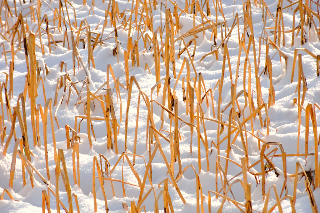 Stoppelfeld im Schnee. - 13.01.2013