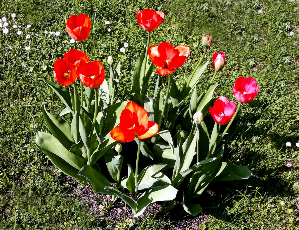 Tulpenzeit. Foto 05.05.2013