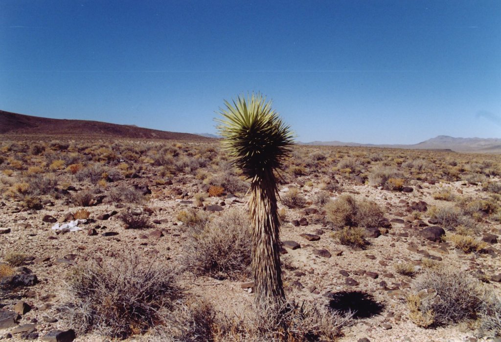 USA, Death Valley (19.03.2003)