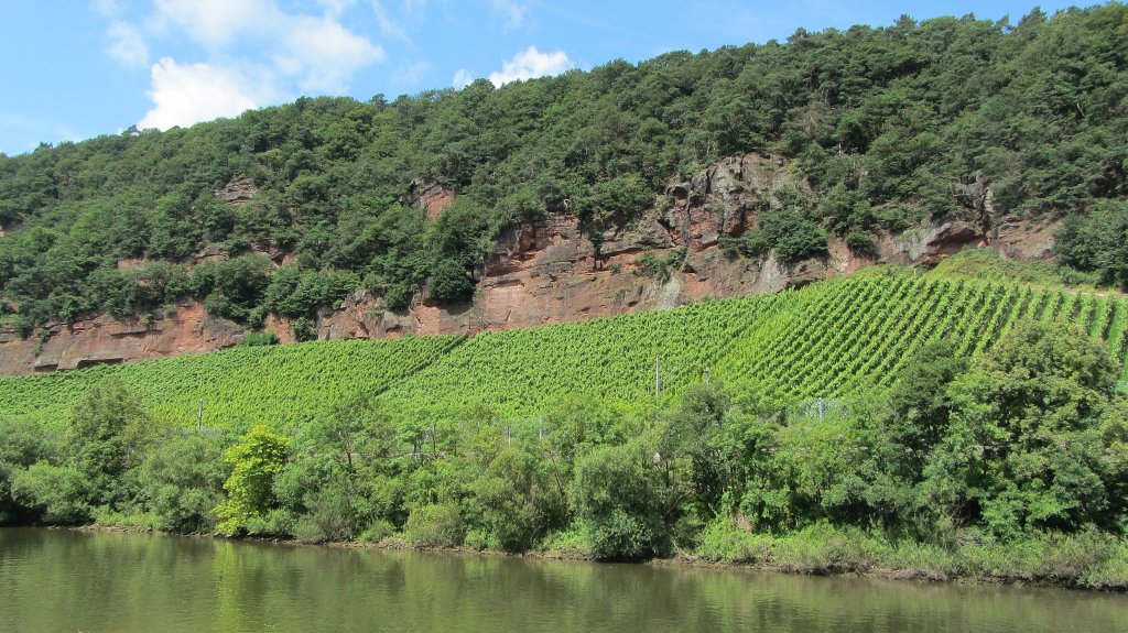 Weinberge entlang der Mosel.(5.8.2012)