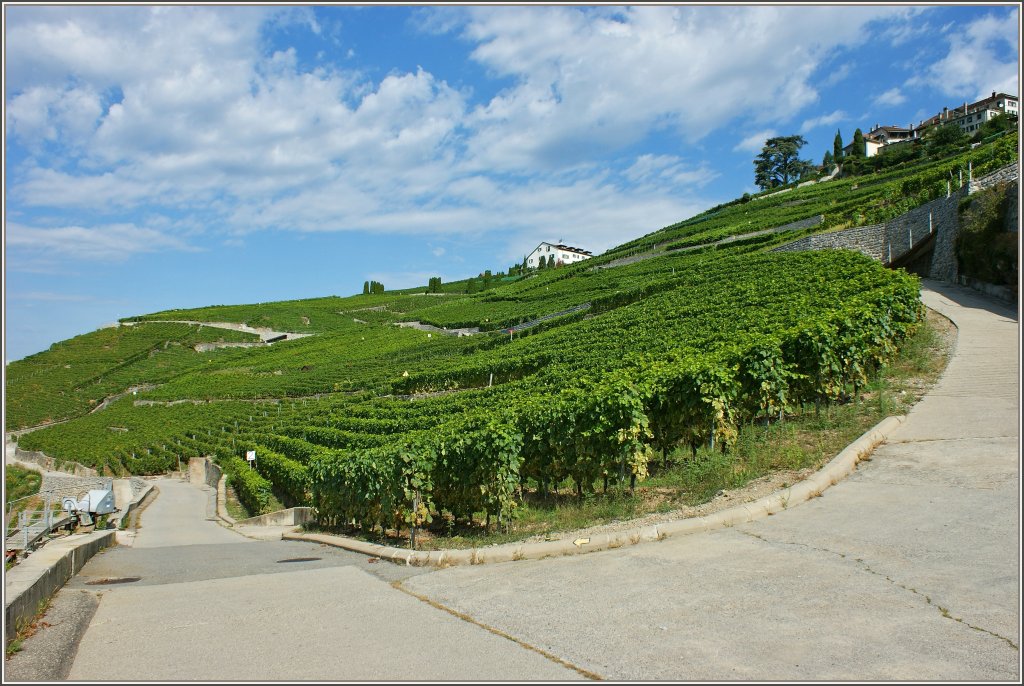 Weinberge im Lavaux...
(29.08.2012)