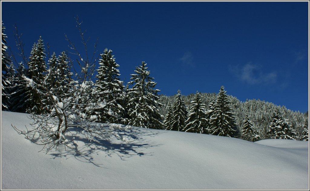 Winterwald auf den Les Pleiades.
(19.12.2012)