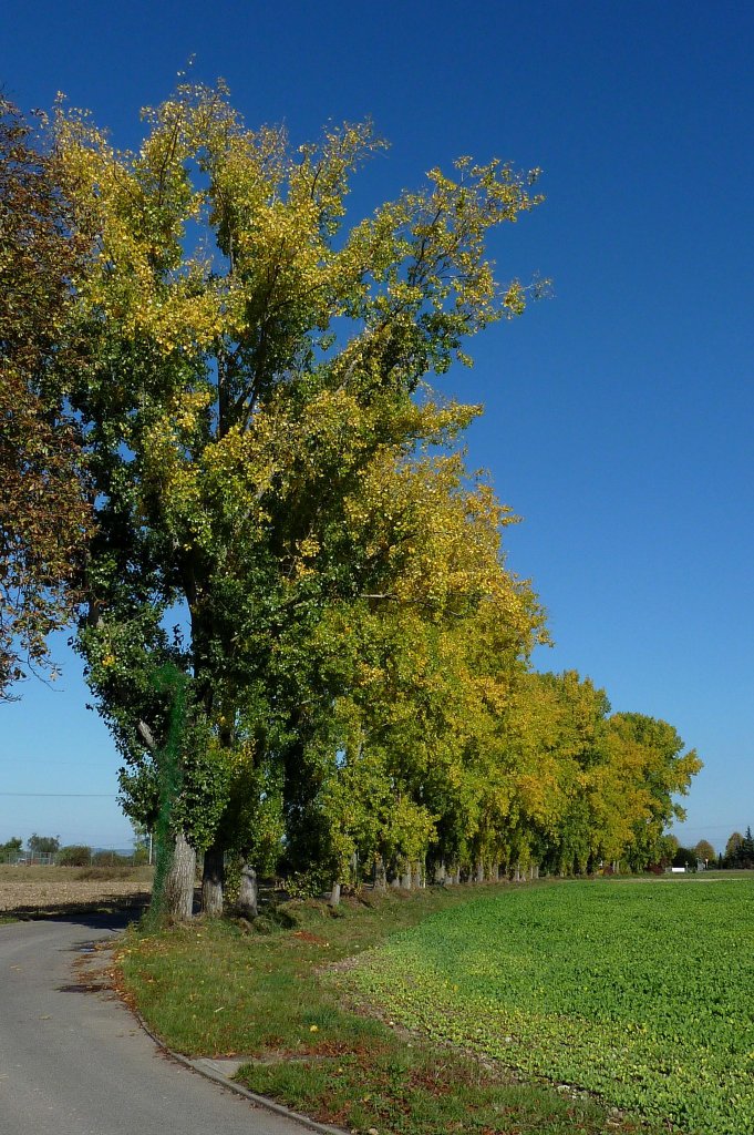 Zitterpappelallee in Herbstfrbung, in der Rheinebene im Okt.2011