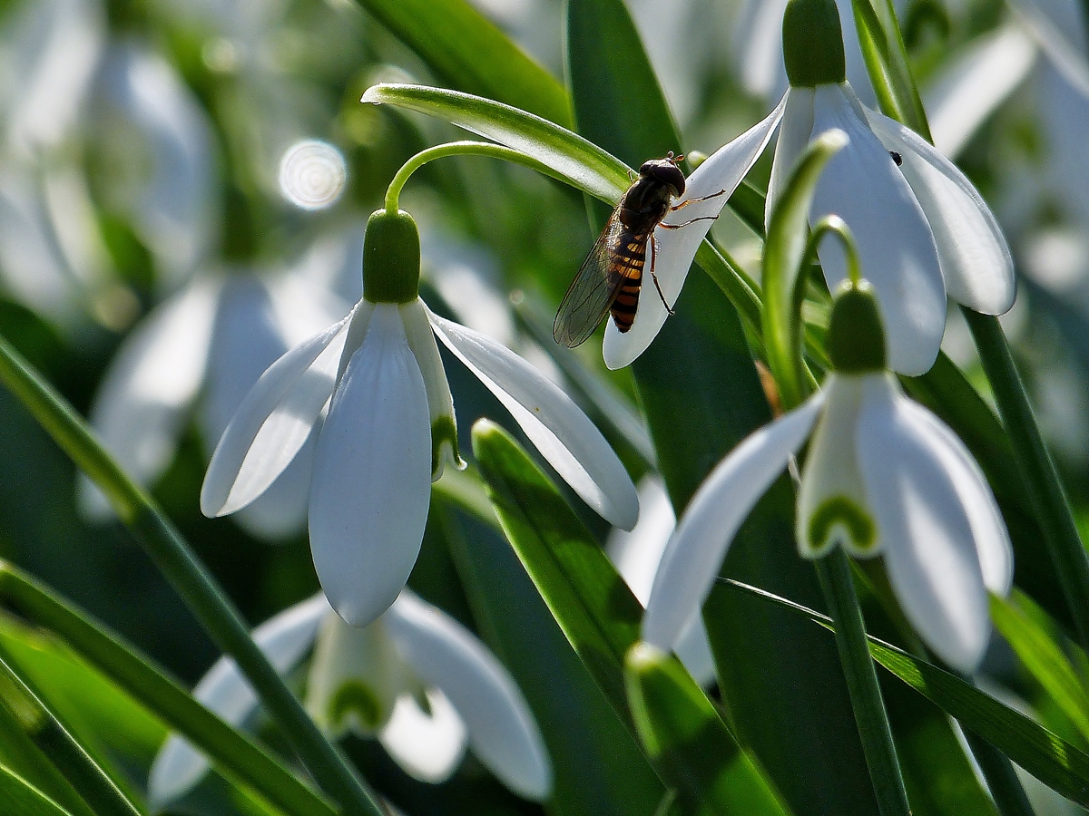 . Frhlingserwachen. 24.02.2014 (Jeanny)