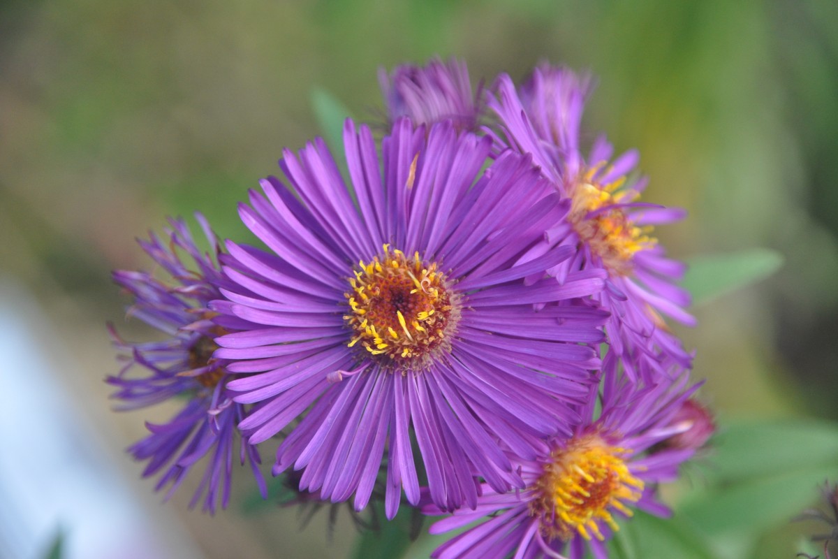 ALLENSBACH, 29.09.2014, im Wildpark