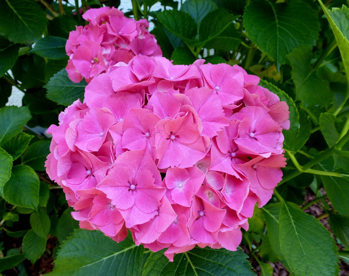 Bltenstand einer Gartenhortensie, Juli 2016