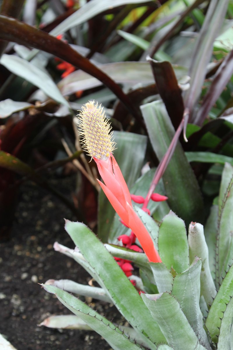 Blütenvielfalt im Bromelienhaus vom 19.01.2020