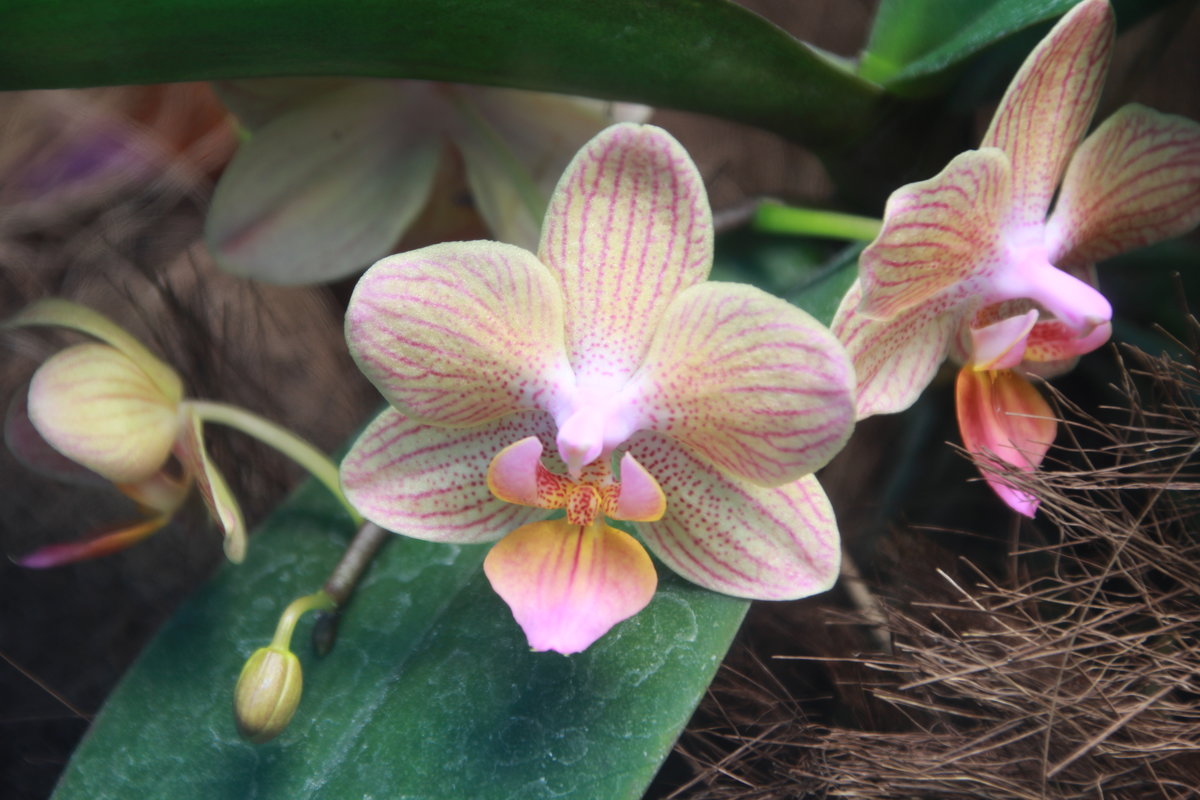 Blütenvielfalt im Orchiedenvitrine vom 19.01.2020 