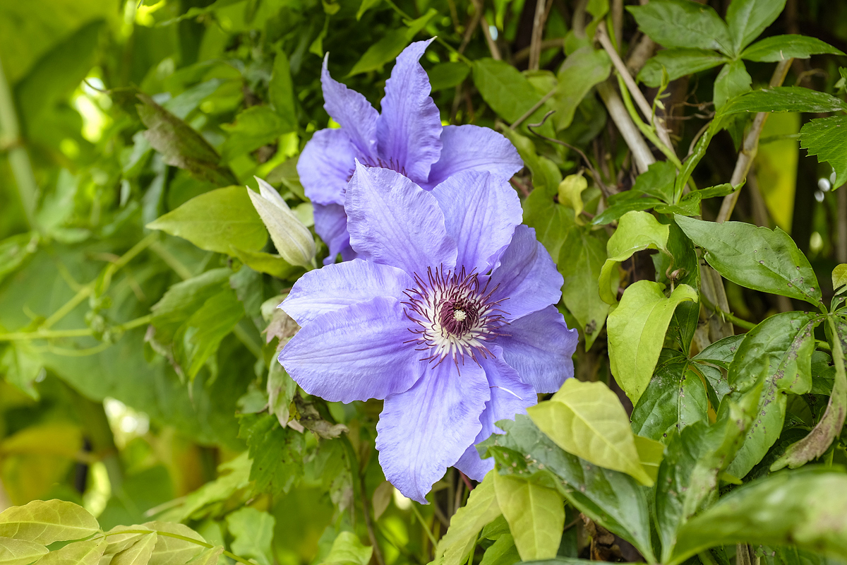 Clematis, Neuötting 05.06.2014