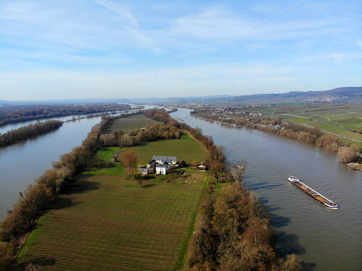 Die Mariannenaue im Rhein; 15.03.2020