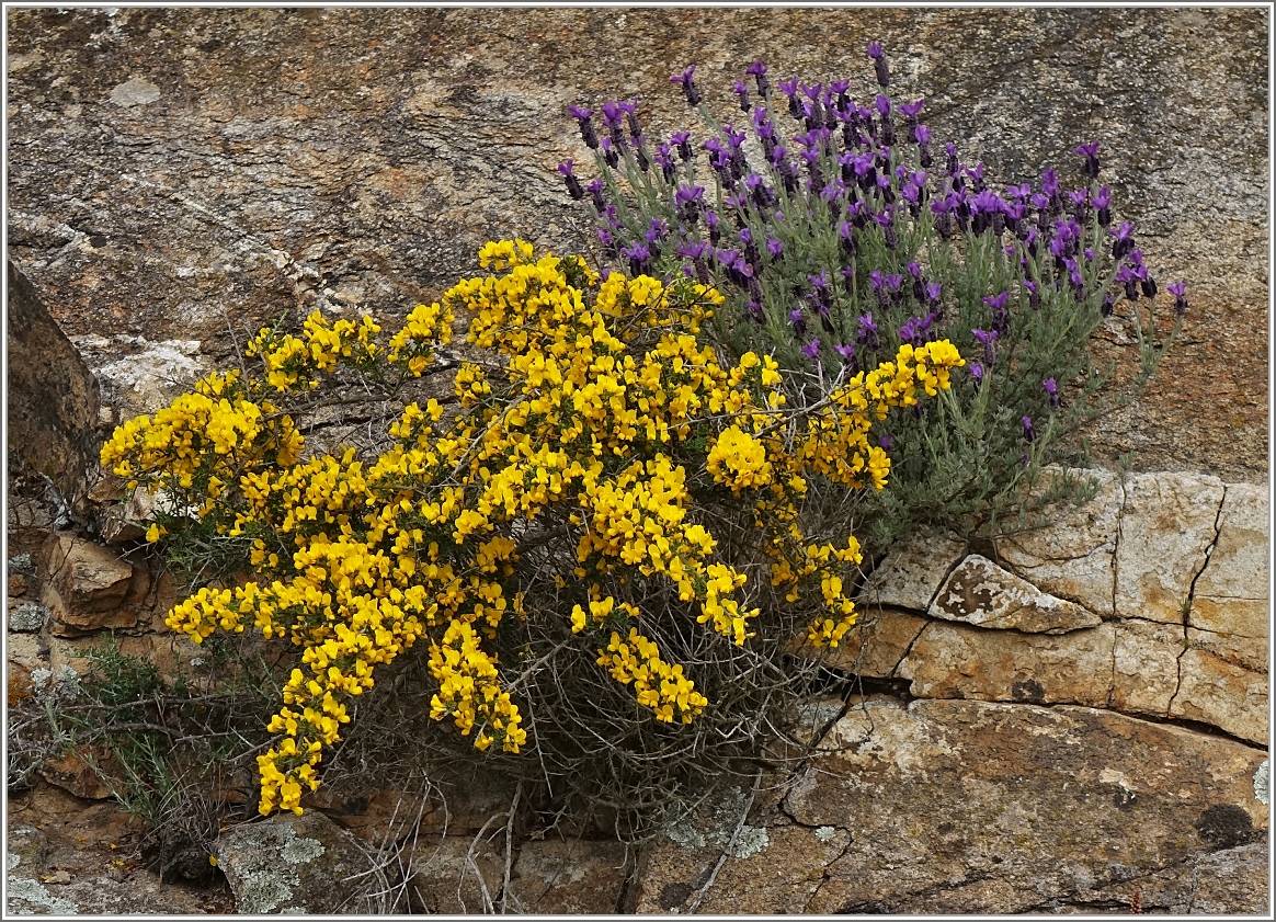 Farbenspiel:Lavendel und blühender Ginster
(26.04.2015)