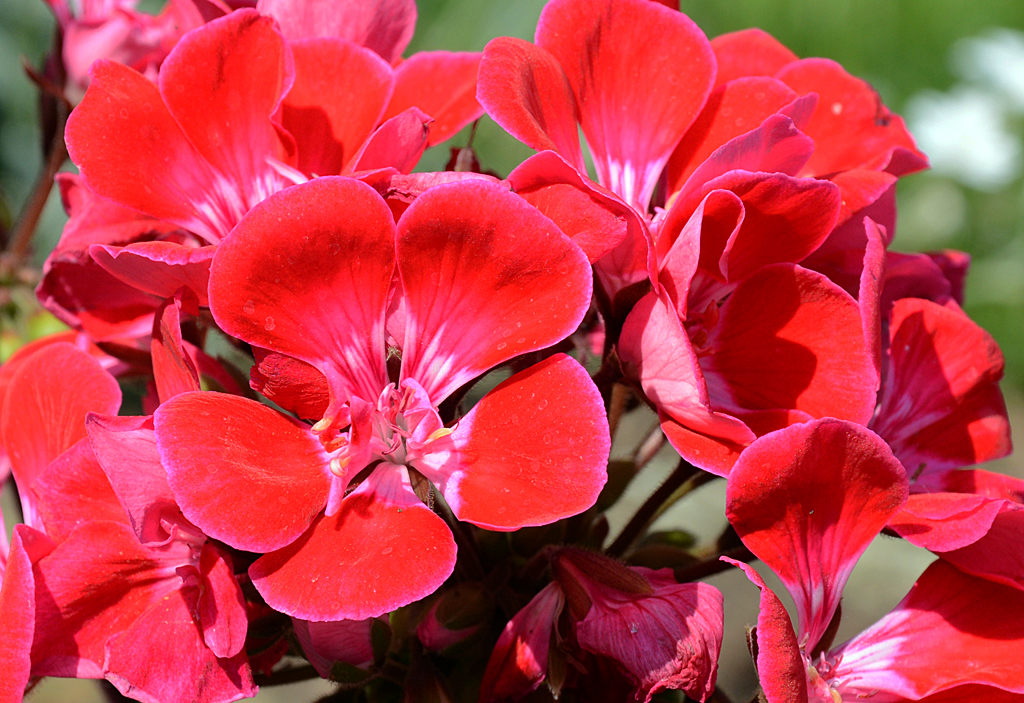 Geranien im Garten - 02.06.2014