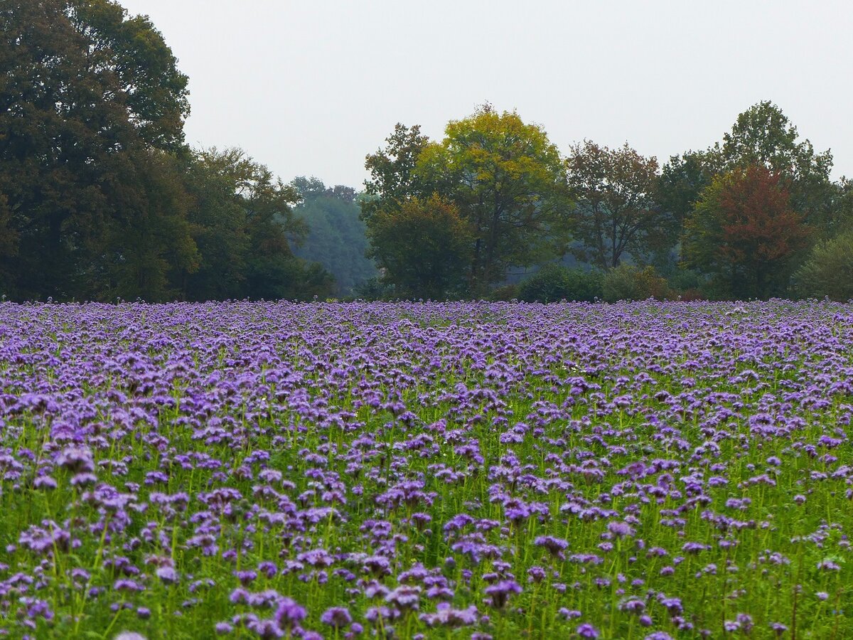 Herbst im Emsland, 06.10.2014