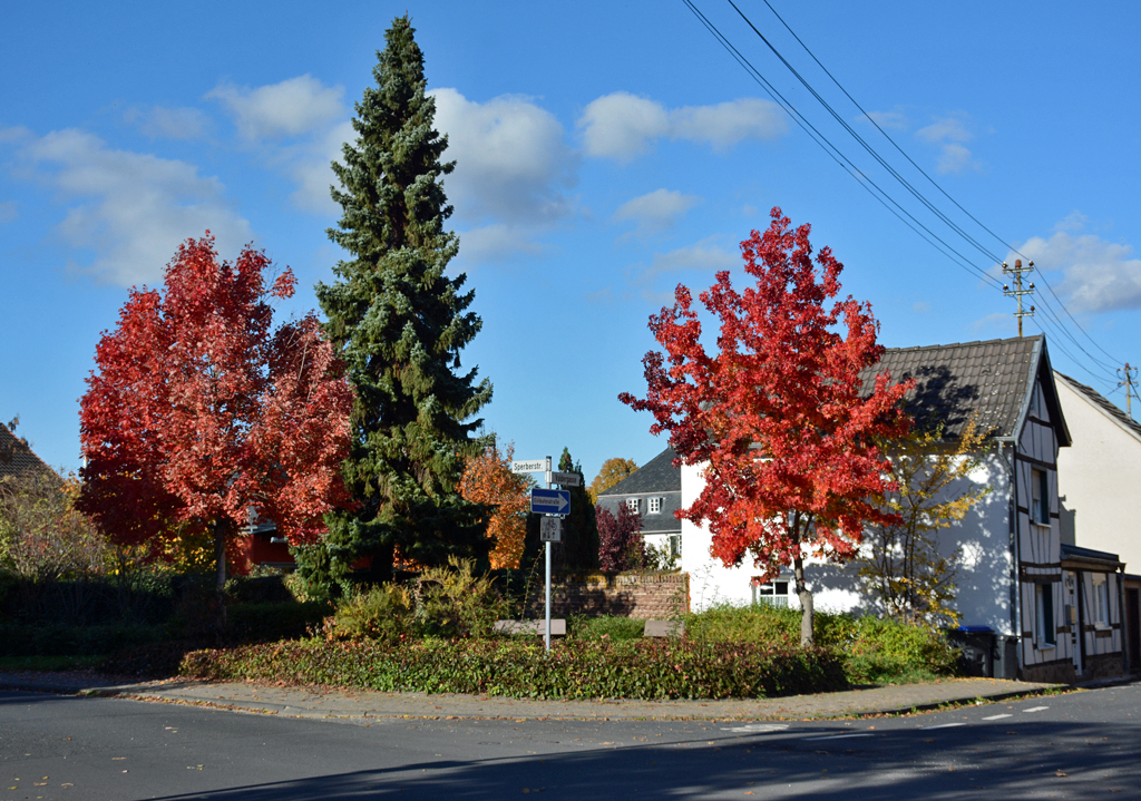 Herbstbäume in Euskirchen - 29.10.2015