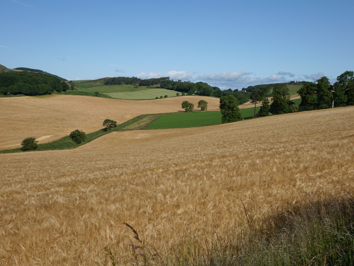 Highlands bei Luthrie (09.07.2015)