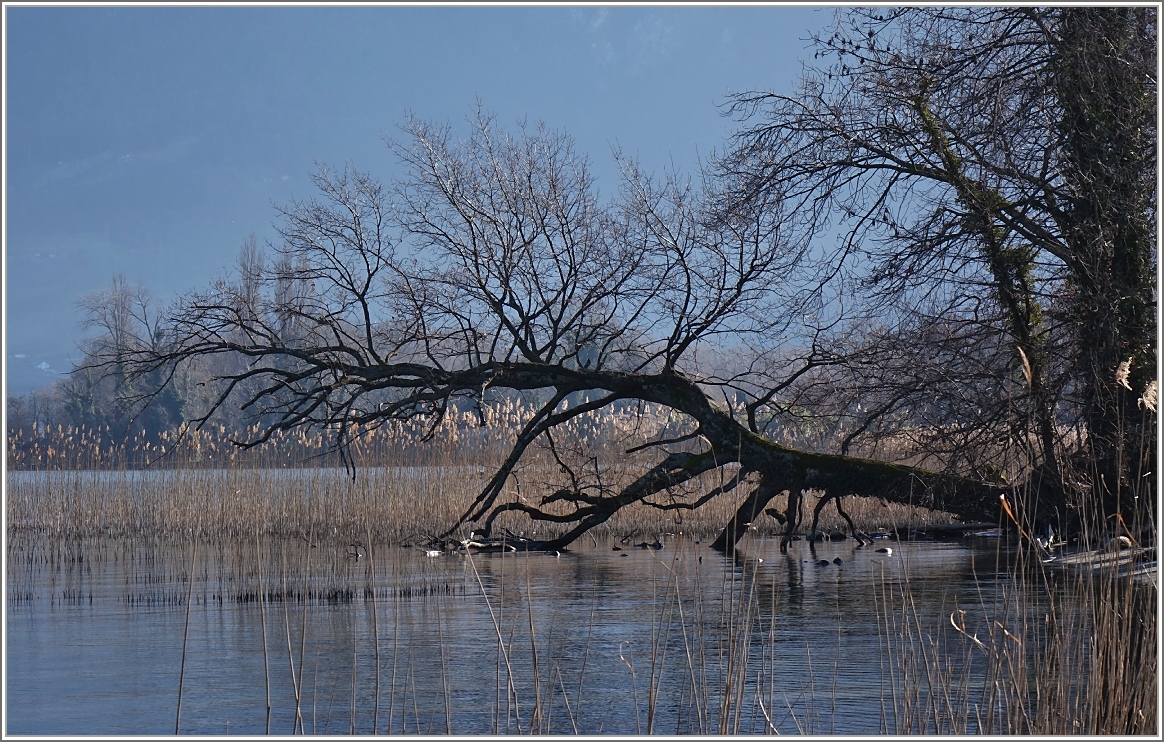 Im Naturschutzgebiet Grangettes.
(24.02.2014)