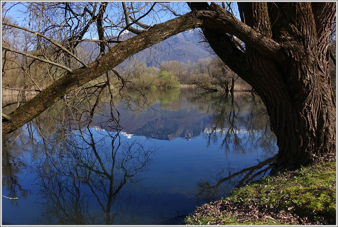 Im Naturschutzgebiet von Maggadino.
(19.03.2014)