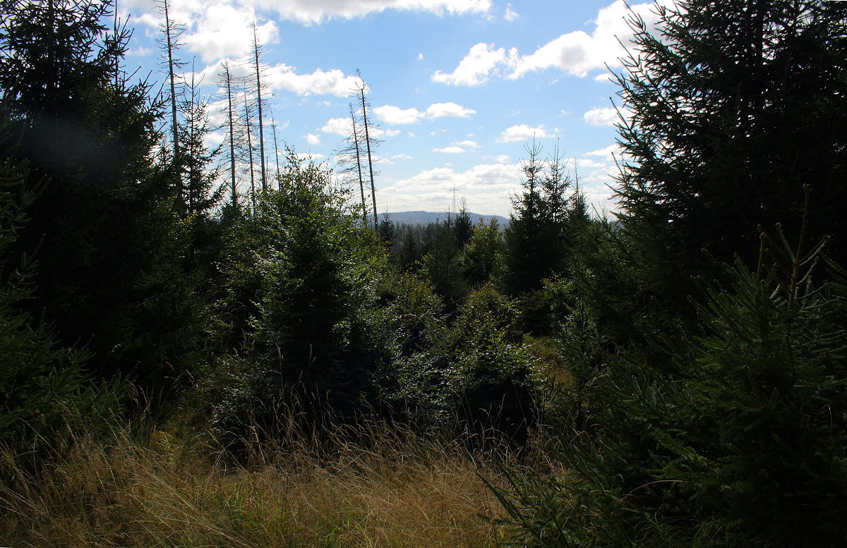 Neu entstandener Mischwald an der Hahnenkleer Waldstraße, dahinter die gegenüberliegende Bergreihe jenseits des Odertals; Aufnahme vom Nachmittag des 14.09.2024...