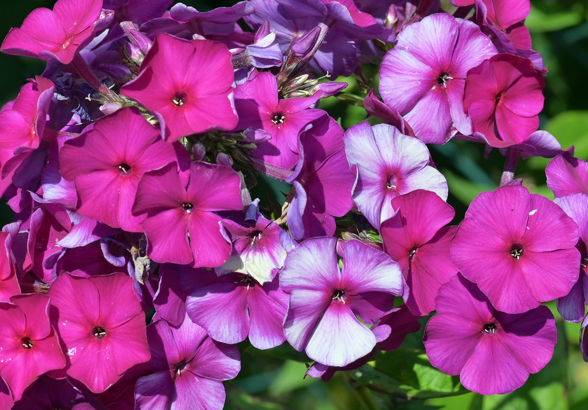 Petunienblüten im Garten - 25.07.2021