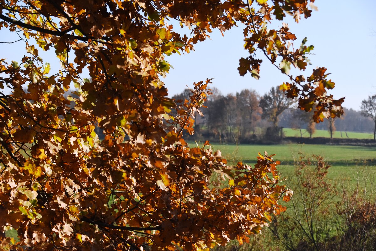 RHEINE, 18.11.2018, an der Ems