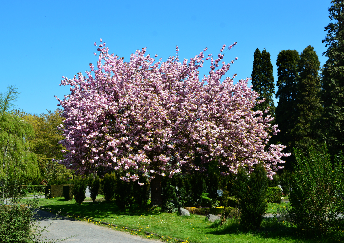 Riesenzierkirschbäume in Blüte, Bonn 24.04.2015