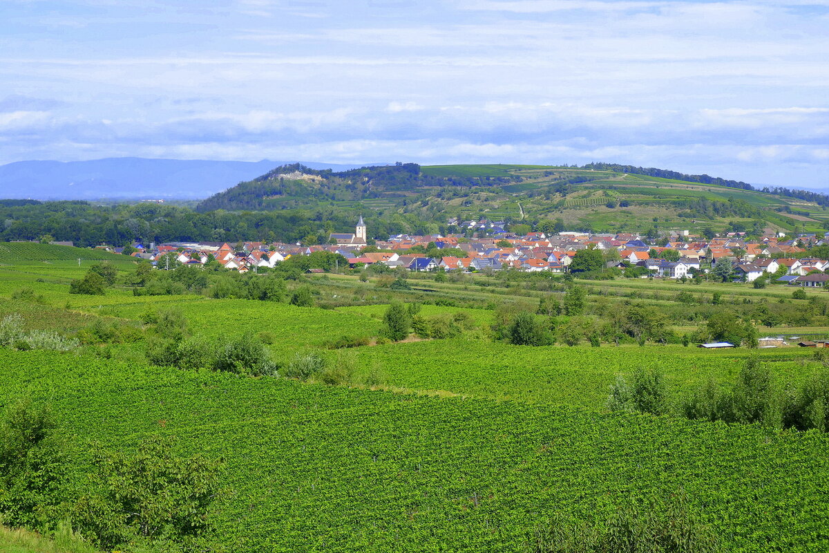 Sasbach am Kaiserstuhl, Blick von Süden auf den Weinort, dahinter der 272m hohe Limberg und am Horizont die Vogesen, Aug.2024