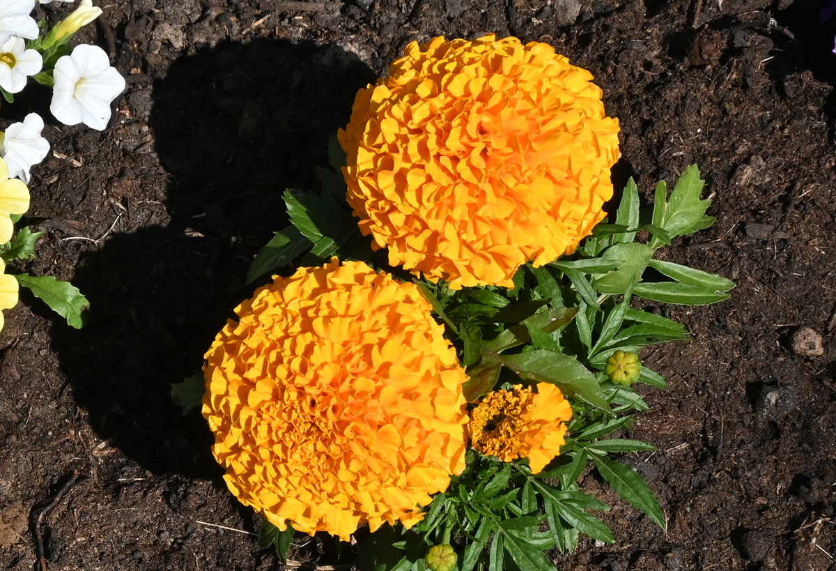 Studentenblume im Garten - 12.06.2023