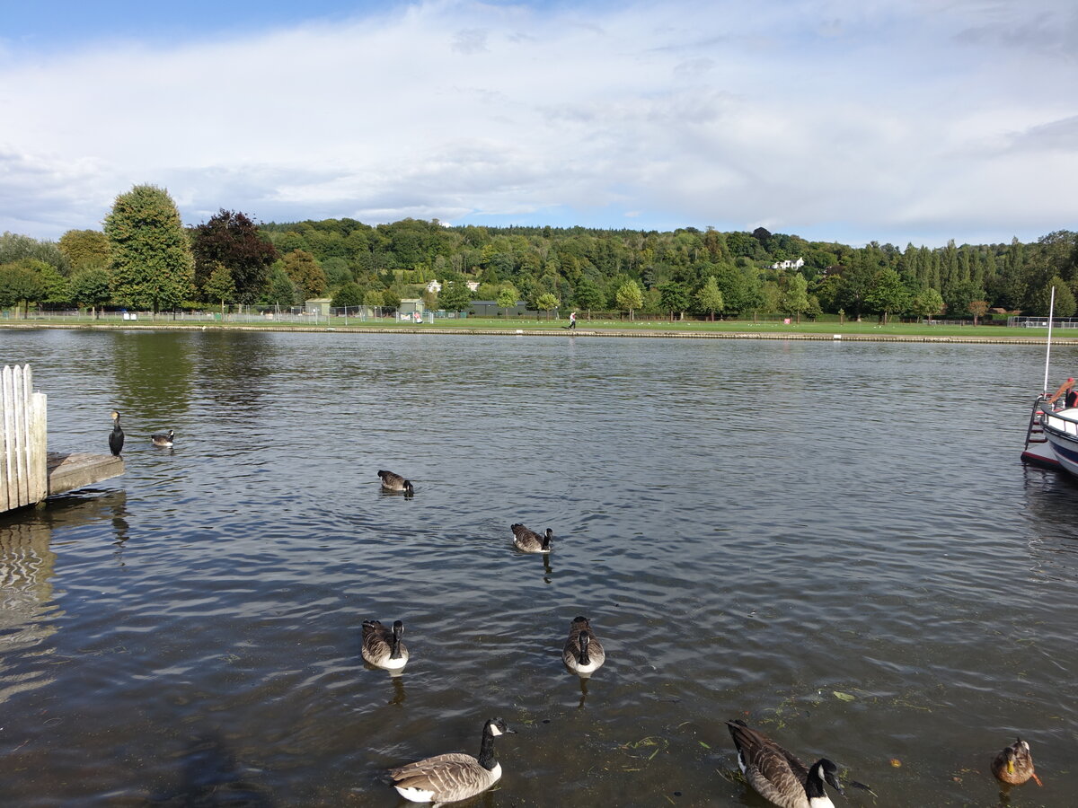 Themse Fluss bei Henley-on-Thames, South Oxfordshire (08.09.2024)