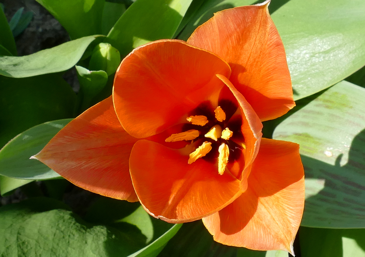 Tulpenblüte im Garten - 07.04.2020