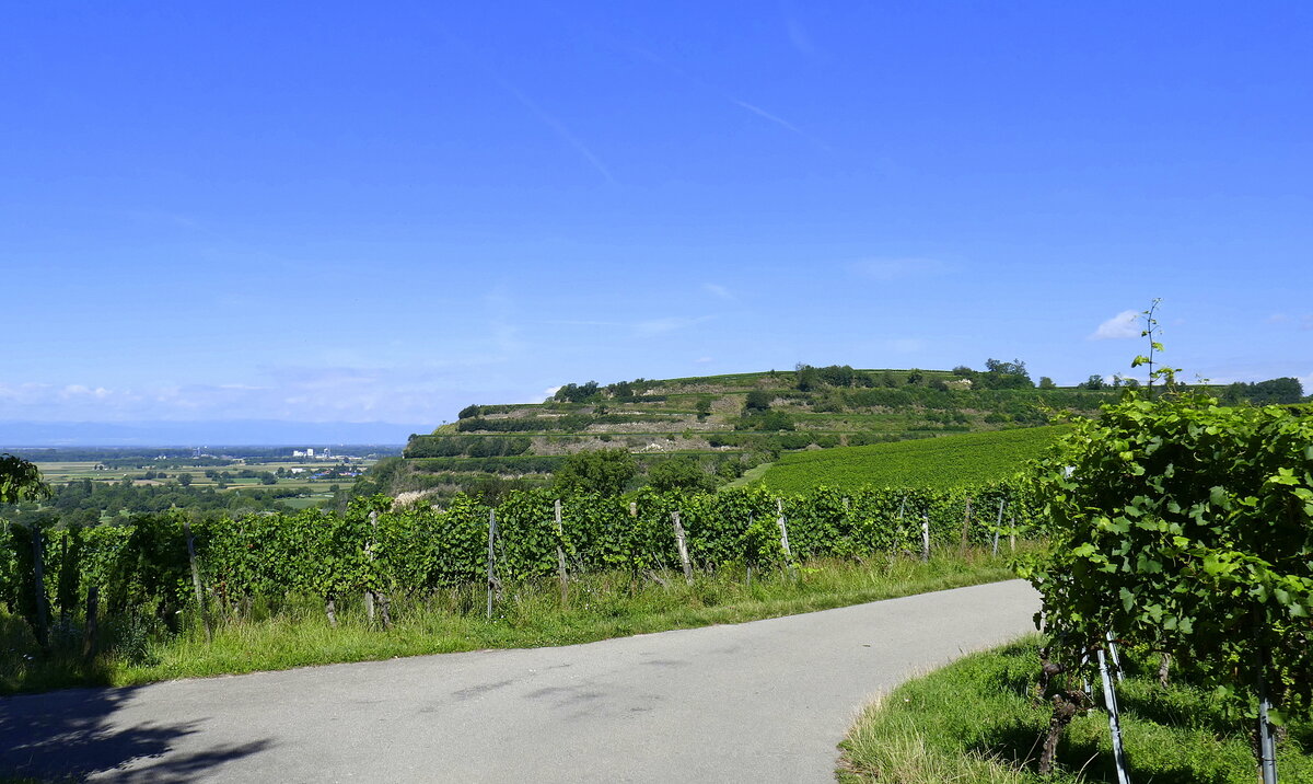 Tuniberg, Blick auf die höchste Erhebung mit 314m, am südlichen Ende der bekannten Weinregion, Aug.2024