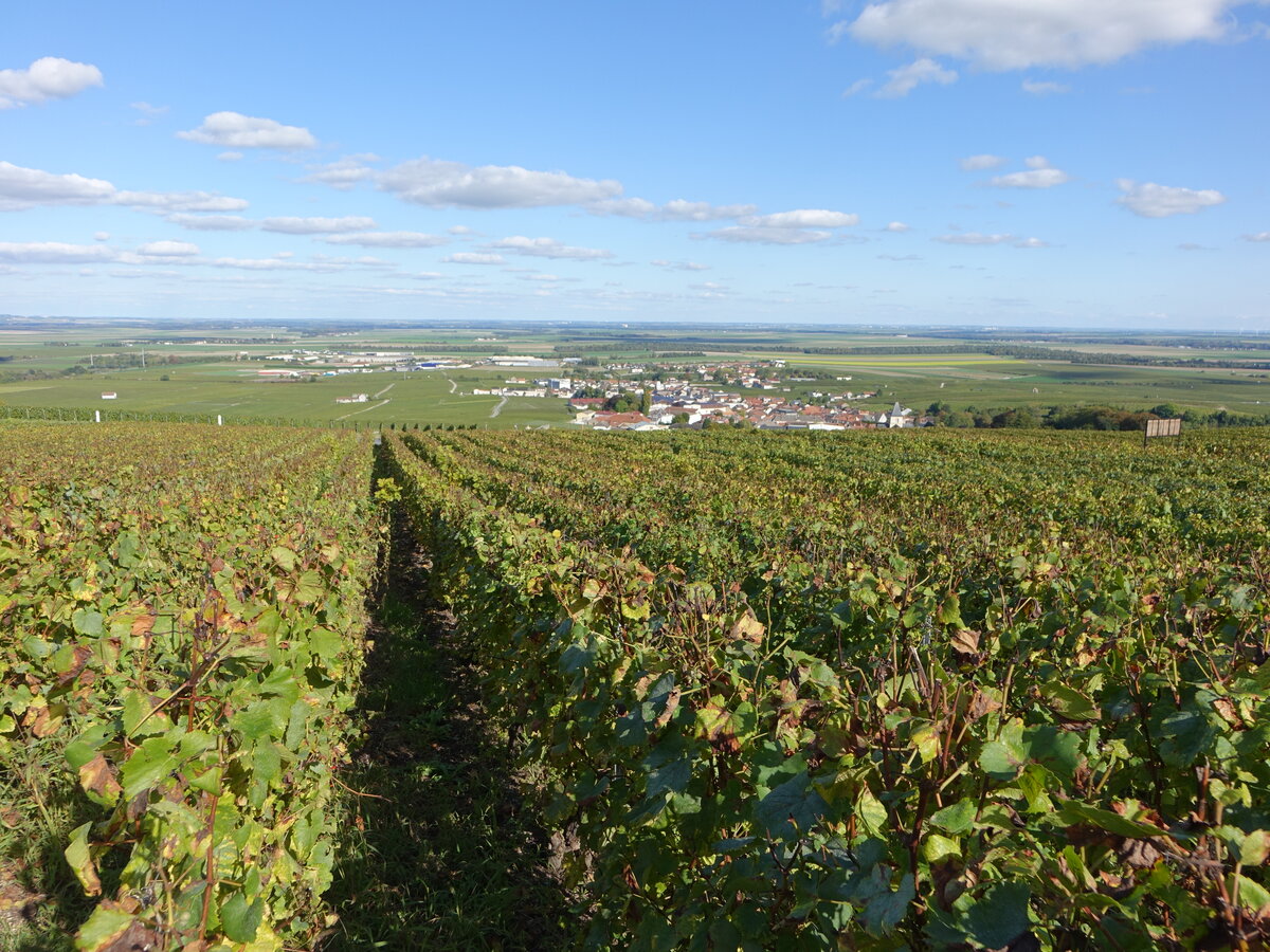 Weinberge bei Le Mesnil-sur-Oger im Weinbaugebiet Champagne (05.10.2024)