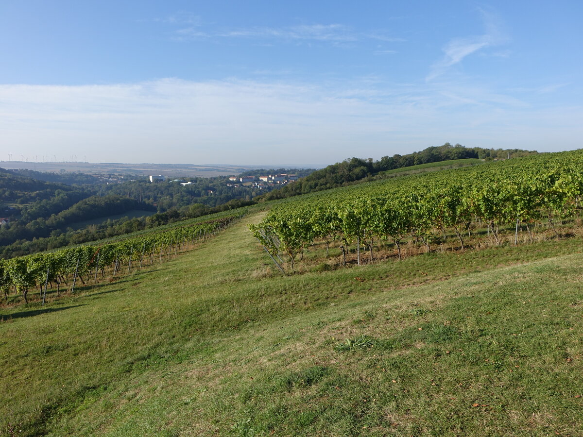 Weinberge bei Rehehausen im Naturpark Saale-Unstrut-Triasland (22.09.2024)