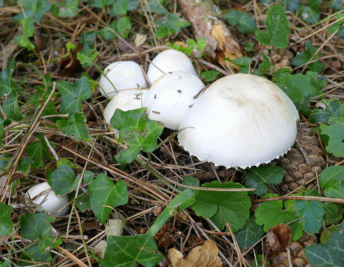 Wiesenchampignon, guter Speisepilz, häufig auf Viehweiden, von Mai bis Oktober, Sept.2024