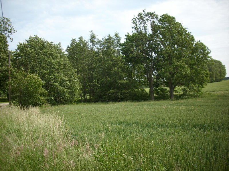 Bume und Feld bei Bergen/Rgen.