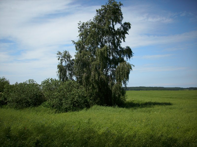 Baum-und Feldlandschaft bei Bergen/Rgen.