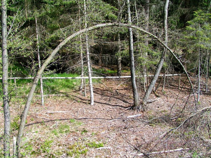  Baumbogen   im naturbelassenem Sauwald; 080428 