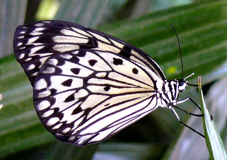 Baumnymphe-Schmetterling am 15.07.2008 in Wilhelma/Stuttgart