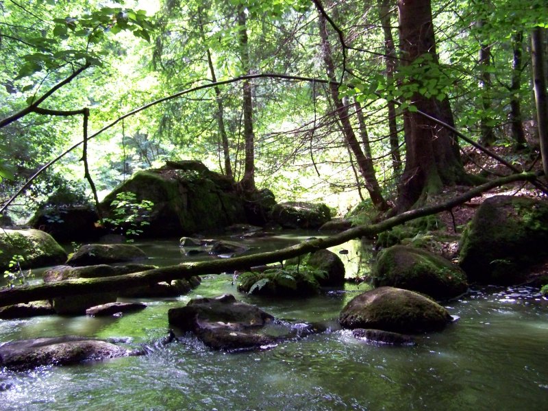 Bild vom Hllbach bei Falkenstein