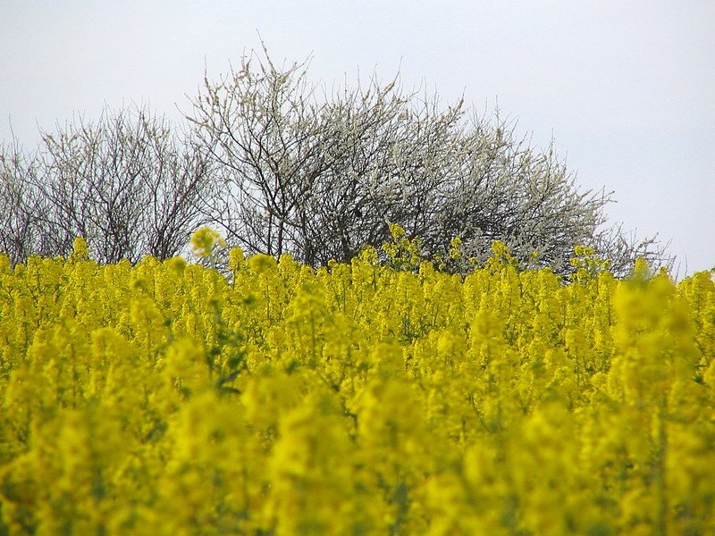 Blick ber ein Rapsfeld