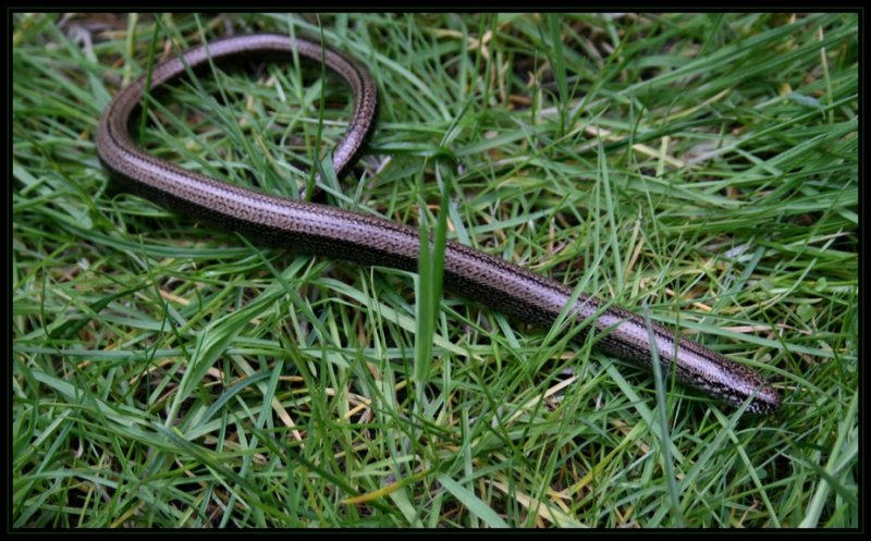 Blindschleiche (Anguis fragilis)