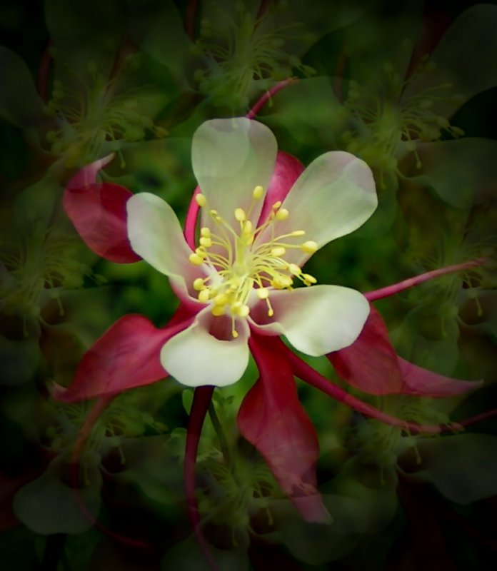 Blte des trkischen Riesenmohns