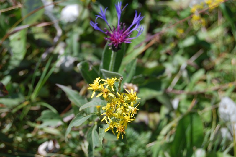 Blumen in den Alpen...