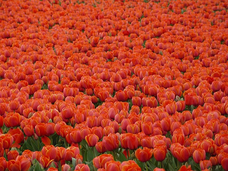 Blumenfelder bei Sassenheim 27-04-2008.