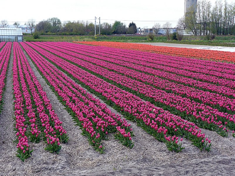 Blumenfelder bei Warmond 27-04-2008.