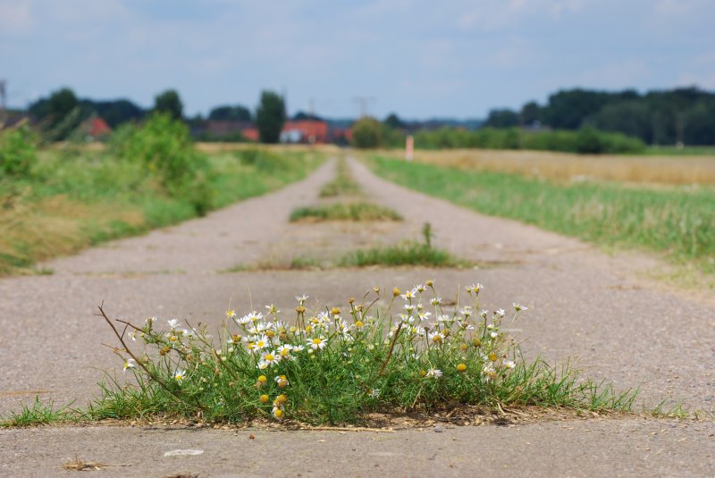 Der Feldweg.